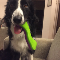 Border Collie, Köpek  LUNA fotoğrafı