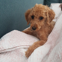 Poodle (Minyatür Kaniş), Köpek  Boyoz fotoğrafı