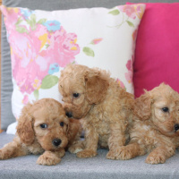 Poodle (Minyatür Kaniş), Köpek  Toy Poodle fotoğrafı