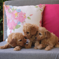 Poodle (Minyatür Kaniş), Köpek  Toy Poodle fotoğrafı