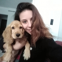 Amerikan Cocker Spaniel, Köpek  Chivas fotoğrafı