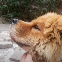 Chow Chow (çin Aslanı), Köpek  Fındık fotoğrafı
