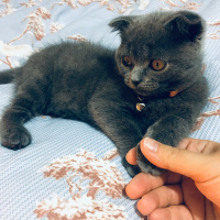 Scottish Fold, Kedi  Behlül fotoğrafı