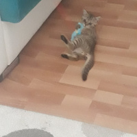 Scottish Fold, Kedi  Simba fotoğrafı