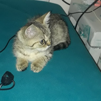 Scottish Fold, Kedi  Simba fotoğrafı