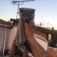 Scottish Fold, Kedi  Falcao fotoğrafı