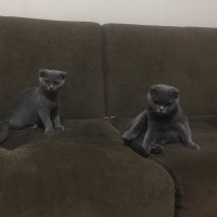 Scottish Fold, Kedi  Falcao fotoğrafı