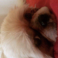 Shih Tzu, Köpek  Latte fotoğrafı