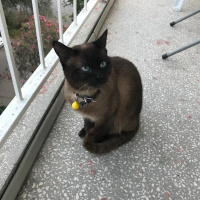 Siyam Kedisi, Kedi  duman fotoğrafı