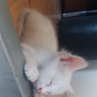 Tekir Kedi, Kedi  Minas fotoğrafı