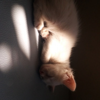 Tekir Kedi, Kedi  Minas fotoğrafı
