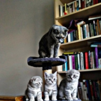 Scottish Fold, Kedi  Köfte fotoğrafı