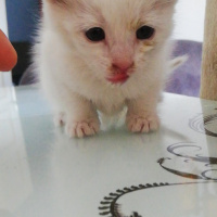 Tekir Kedi, Kedi  Maviş fotoğrafı