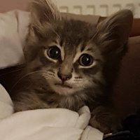 Tekir Kedi, Kedi  ÇAKIL fotoğrafı