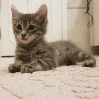Tekir Kedi, Kedi  ÇAKIL fotoğrafı