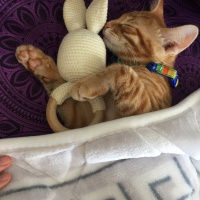 Tekir Kedi, Kedi  Saruman fotoğrafı
