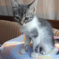 Tekir Kedi, Kedi  Mişa fotoğrafı