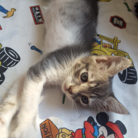Tekir Kedi, Kedi  Mişa fotoğrafı