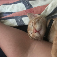 Sarman, Kedi  LUCY fotoğrafı