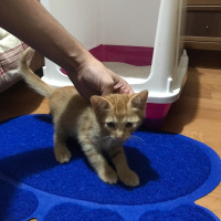 Sarman, Kedi  LUCY fotoğrafı