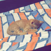 Sarman, Kedi  LUCY fotoğrafı