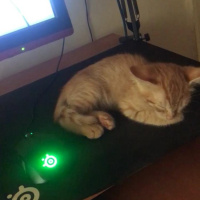 Sarman, Kedi  LUCY fotoğrafı