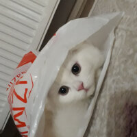 Scottish Fold, Kedi  Bade fotoğrafı