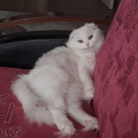 Scottish Fold, Kedi  Bade fotoğrafı