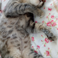 Tekir Kedi, Kedi  Sagira fotoğrafı