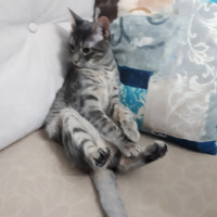 Tekir Kedi, Kedi  Cabbar fotoğrafı