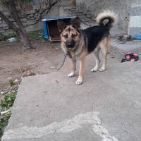 Alman Çoban Köpeği, Köpek  PAŞA fotoğrafı