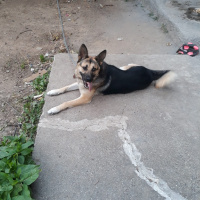 Alman Çoban Köpeği, Köpek  PAŞA fotoğrafı