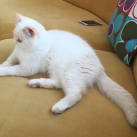 Exotic Shorthair, Kedi  Boncuk fotoğrafı
