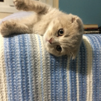 Scottish Fold, Kedi  Bade fotoğrafı