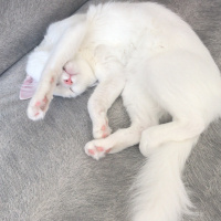 Ankara Kedisi, Kedi  Müezza fotoğrafı