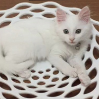 Ankara Kedisi, Kedi  Müezza fotoğrafı