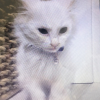 Ankara Kedisi, Kedi  Müezza fotoğrafı