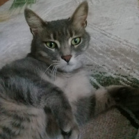 British Shorthair, Kedi  mia fotoğrafı