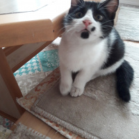 Tekir Kedi, Kedi  Badem fotoğrafı