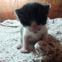 Tekir Kedi, Kedi  Badem fotoğrafı