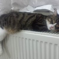 Tekir Kedi, Kedi  Küçük fotoğrafı