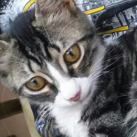 Tekir Kedi, Kedi  Küçük fotoğrafı