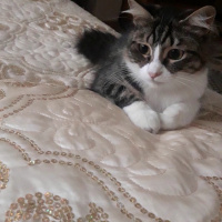 Tekir Kedi, Kedi  Küçük fotoğrafı
