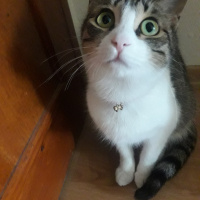 Tekir Kedi, Kedi  Boncuk fotoğrafı