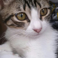 Tekir Kedi, Kedi  Boncuk fotoğrafı
