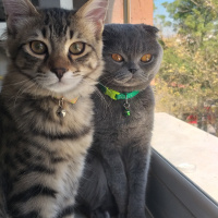 Scottish Fold, Kedi  Duman fotoğrafı