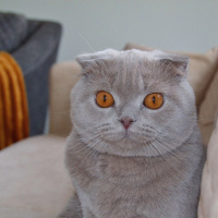 Scottish Fold, Kedi  Hugo fotoğrafı