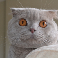 Scottish Fold, Kedi  Hugo fotoğrafı