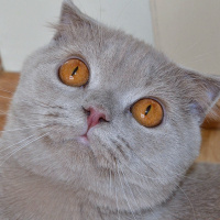 Scottish Fold, Kedi  Hugo fotoğrafı