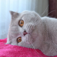 Scottish Fold, Kedi  Hugo fotoğrafı